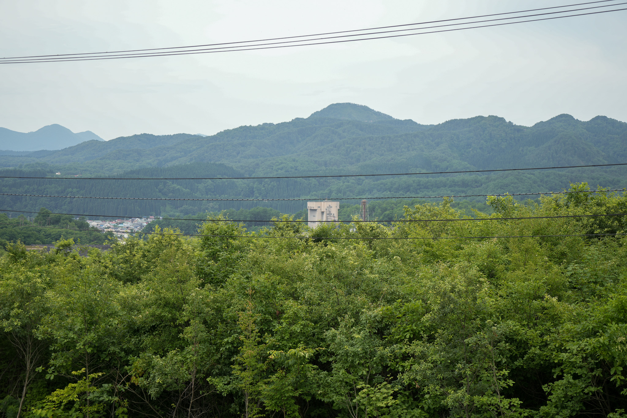 植林にて森林再生が進む